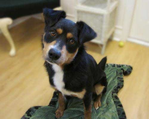 adopt bernese mountain dog