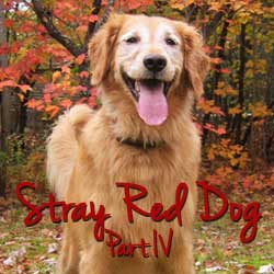 stray red dog 4