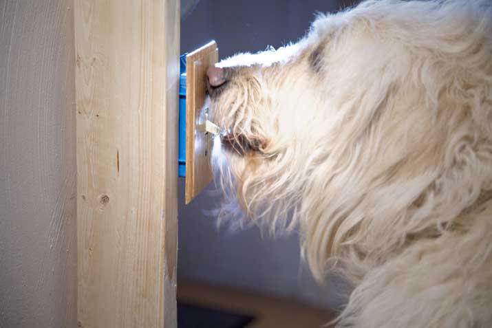 lightswitch dog trick