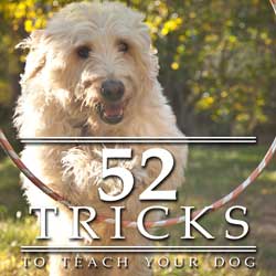 dog training book