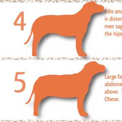 dog-obesity-feature