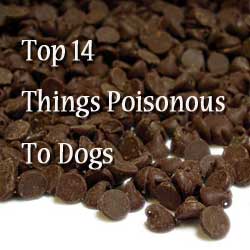 poisonous to dogs