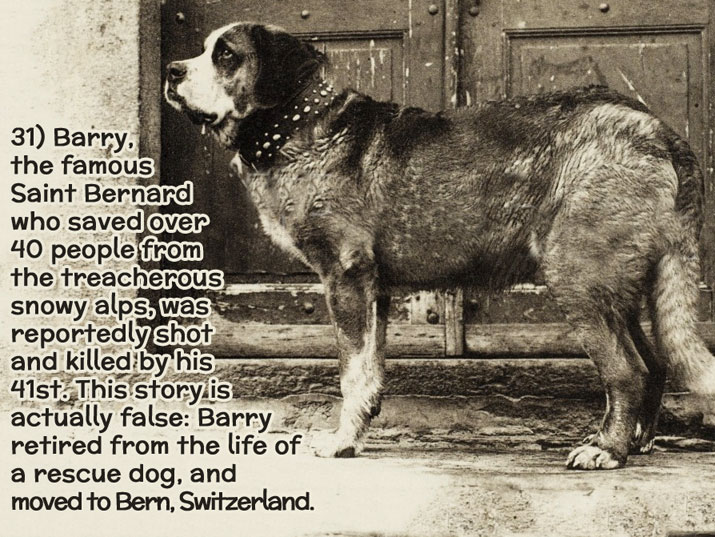 dog facts