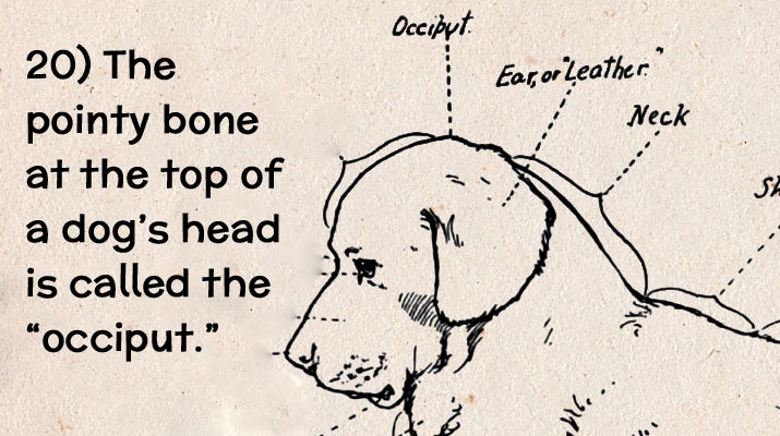 dog facts